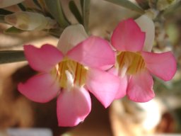 Adenium oleifolium twisted stamens